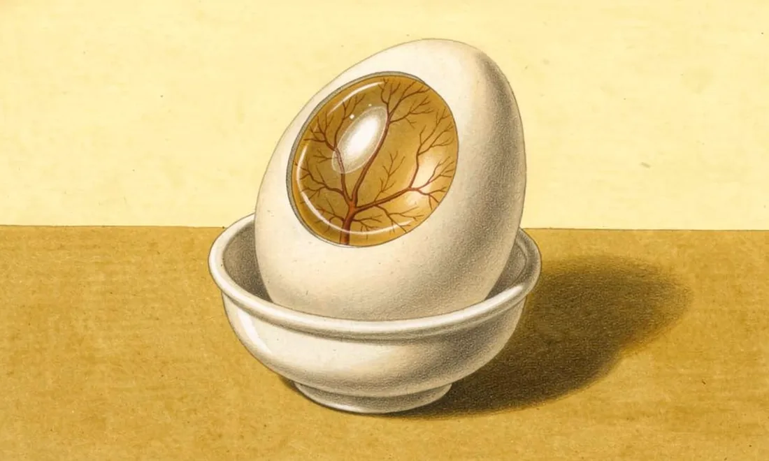 Illustration of branching vessels in a chick egg membrane viewed through a circular opening